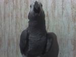 post-11862-1223394174_thumb.jpg