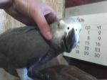 post-11862-1223567457_thumb.jpg