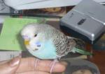 post-12377-1202940675_thumb.jpg