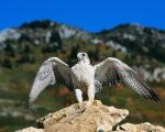 3gyrfalcon.jpg