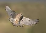 lesser_kestrel_manderson6.jpg