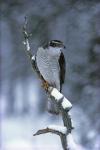 accipiter_gentilis1.jpg