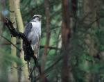 accipiter_gentilis4.jpg