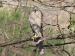 Accipiter_badius_cenchroides_016.jpg