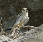 falco_biarmicus_dc9939.jpg