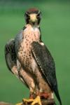 Lanner_Falcon_11.sml.jpg