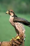 Lanner_Falcon14.jpg