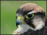 1198409278_lanner_portrait_by_cycoze.jpg