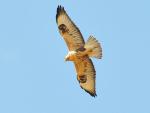 Buteo_rufinus_518.jpg