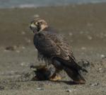 1.Peregrine_before_dispute_over_prey_with_Kestrel_25092008_Port_of_Rotterdam.jpg