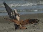 4_Peregrine___Kestrel_in_dispute_over_prey_25092008_1_Port_of_Rotterdam.jpg