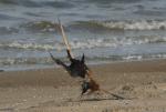 8._Peregrine_Falco_peregrinus___Kestrel_Falco_tinnunculus_in_dispute_over_prey_25092008_Roterdam_c_Ellen_Sandberg_04.jpg