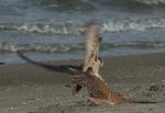 9._Peregrine___Kestrel_in_dispute_over_prey_25092008_2_Port_of_Rotterdam.jpg