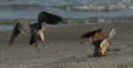 12_Peregrine___Kestrel_in_dispute_over_prey_25092008_4_Port_of_Rotterdam.jpg