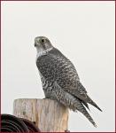 gyrfalcon_neilson.jpg