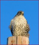 gyrfalcon_1_16_05.jpg