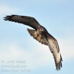 buteo_buteo_ba0063.jpg