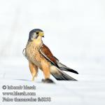 falco_tinnunculus_fa8858.jpg