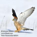 falco_tinnunculus_fa8864.jpg
