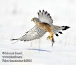 falco_tinnunculus_fa8866.jpg