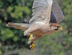 ____Falcon__Lanner_.jpg