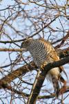 39Sparrowhawk05_060104.jpg