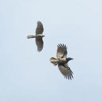 accipiter_nisus_female_fly1.jpg