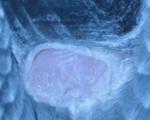 post-12996-1198879669_thumb.jpg