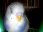 post-13019-1199216658_thumb.jpg