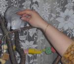 post-13827-1238012661_thumb.jpg