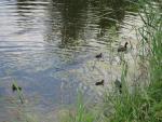 16_____08_003.jpg