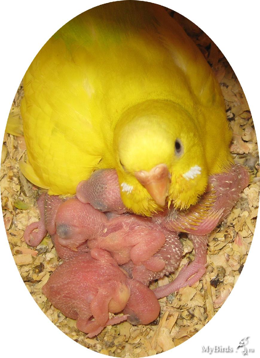 Корелла несет яйца. Яйцевой зуб птенца волнистого попугая. Гнездо какарики. Яйца волнистиков. Волнистые попугаи вылупленые.