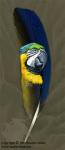 Jennifer_Miller_blueandgold_macaw_feather1.jpg