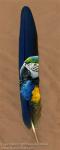 Jennifer_Miller_blueandgold_macaw_profile2.jpg