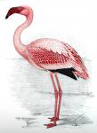 Flamingo__Painting_of_Lesser_Flamingo.jpg