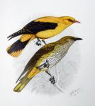 _______Golden_Oriole__Oriolus_oriolus___adult_and_juvenile_males_.jpg