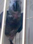 post-14932-1211708101_thumb.jpg