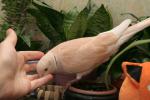 post-15070-1265788240_thumb.jpg