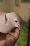 post-15070-1265788266_thumb.jpg