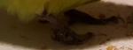post-15162-1483074461_thumb.jpg