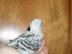 post-15175-1253963966_thumb.jpg