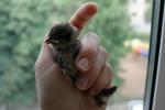post-15366-1213815363_thumb.jpg