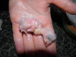 post-1557-1365127417_thumb.jpg