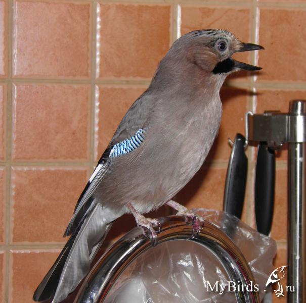 Сойка - Галки, сороки, сойки и другие мелкие врановые - Форумы Mybirds.ru -  все о птицах