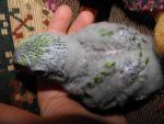 post-1557-1365601297_thumb.jpg
