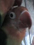 post-15974-1232375967_thumb.jpg