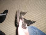 post-16029-1217966053_thumb.jpg