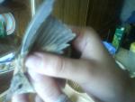 post-16169-1218533826_thumb.jpg