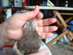 post-16442-1220775516_thumb.jpg