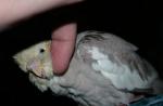 post-16538-1223928944_thumb.jpg